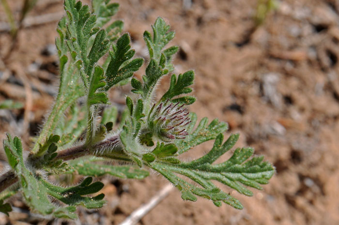 Dakota Mock Vervain has green leaves that are deeply dissected and one of the main differences between this species and Southwestern Mock Vervain, (Glandularia gooddingii). Glandularia bipinnatifida Dakota Mock Vervain has green leaves that are deeply dissected and one of the main differences between this species and Southwestern Mock Vervain, (Glandularia gooddingii). Glandularia bipinnatifida